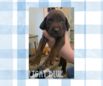 Puppy Puppy 5 German Shorthaired Weimaraner