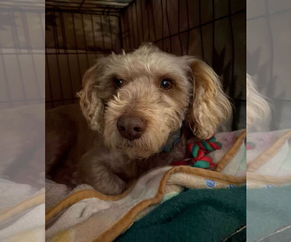 Medium Photo #2 Poodle (Miniature)-Unknown Mix Puppy For Sale in New London, WI, USA