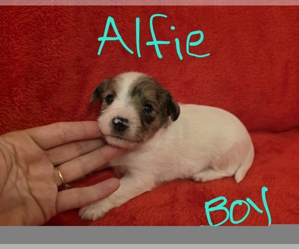 Medium Photo #7 Chizer Puppy For Sale in MONTEZUMA, GA, USA