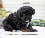 Small Photo #5 Aussiedoodle Miniature  Puppy For Sale in MILLERSBURG, OH, USA