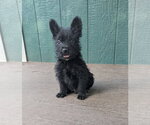 Small #1 Labrador Retriever Mix