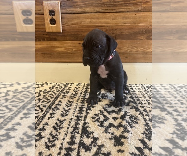 Medium Photo #6 Cane Corso Puppy For Sale in BARBOURSVILLE, VA, USA