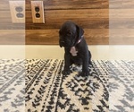 Small Photo #6 Cane Corso Puppy For Sale in BARBOURSVILLE, VA, USA