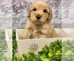 Small Photo #6 Australian Labradoodle Puppy For Sale in BRUSH PRAIRIE, WA, USA