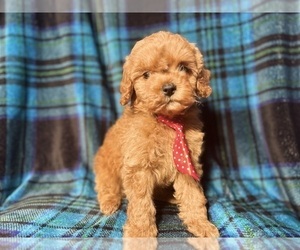 Cock-A-Poo Puppy for sale in LAKELAND, FL, USA