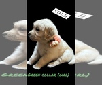 Small #7 English Cream Golden Retriever