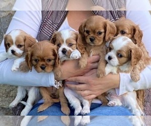 Cavalier King Charles Spaniel Puppy for sale in EL PASO, TX, USA