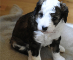 Small Photo #9 Miniature Bernedoodle Puppy For Sale in URBANA, IL, USA