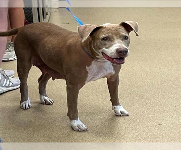 Medium Photo #1 American Pit Bull Terrier-Unknown Mix Puppy For Sale in Plano, TX, USA