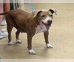 Small American Pit Bull Terrier Mix