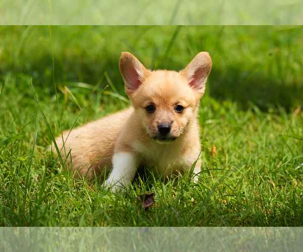 Medium Photo #11 Pembroke Welsh Corgi Puppy For Sale in HAMPTON, VA, USA