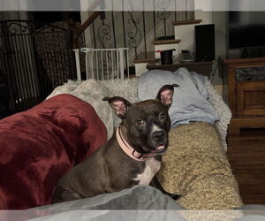 American Pit Bull Terrier-Unknown Mix Dogs for adoption in Holly Springs, NC, USA