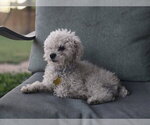 Small #5 Mutt