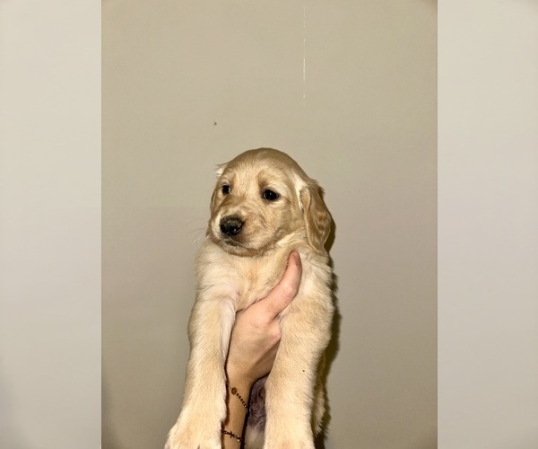 Medium Photo #4 Golden Retriever Puppy For Sale in CONCORD, VA, USA