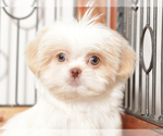 Small #2 Shih Tzu