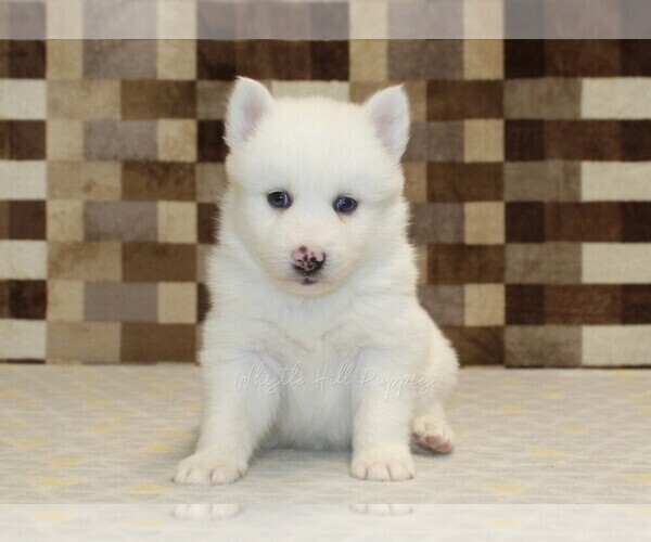 Medium Photo #3 Pomsky Puppy For Sale in DENVER, PA, USA