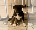 Small #2 Siberian Husky Mix