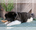 Small Photo #3 Akita Puppy For Sale in MILLERSBURG, OH, USA