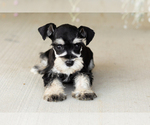Small #2 Schnauzer (Miniature)