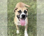 Small #2 American Pit Bull Terrier-Labrador Retriever Mix