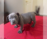 Small #3 American Bully