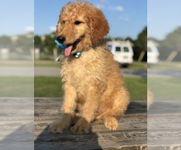 Medium Photo #11 Goldendoodle Puppy For Sale in KISSIMMEE, FL, USA