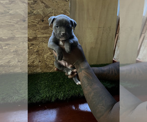 American Bully-American Pit Bull Terrier Mix Puppy for Sale in LAFAYETTE, Louisiana USA