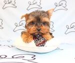 Small Photo #33 Yorkshire Terrier Puppy For Sale in LAS VEGAS, NV, USA