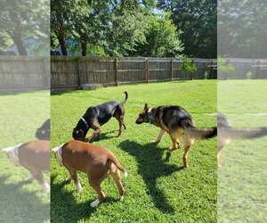 Truvy - Female German Shepherd Dog-Unknown Mix Dog for Adoption - Photo #4