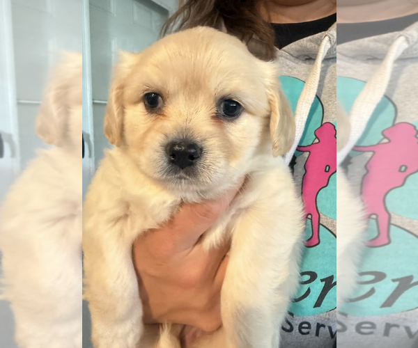 Medium Photo #1 Maltese-Unknown Mix Puppy For Sale in Rockville, MD, USA