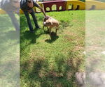 Small #2 American Staffordshire Terrier