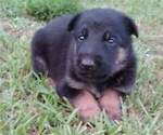 Small Photo #6 German Shepherd Dog Puppy For Sale in EASLEY, SC, USA