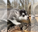 Small Photo #4 Alaskan Klee Kai-Pomsky Mix Puppy For Sale in STAPLES, MN, USA