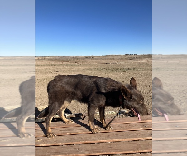 Medium Photo #1 German Shepherd Dog Puppy For Sale in FORT COLLINS, CO, USA