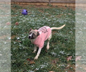 Labrador Retriever-Unknown Mix Dogs for adoption in Holly Springs, NC, USA