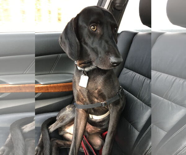 Medium Photo #35 Plott Hound-Weimaraner Mix Puppy For Sale in Rockaway, NJ, USA