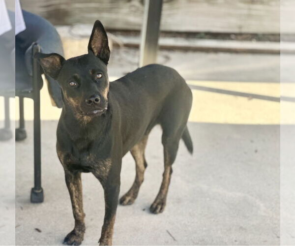 Medium Photo #19 Mutt Puppy For Sale in Houston, TX, USA