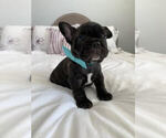 Small #5 French Bulldog