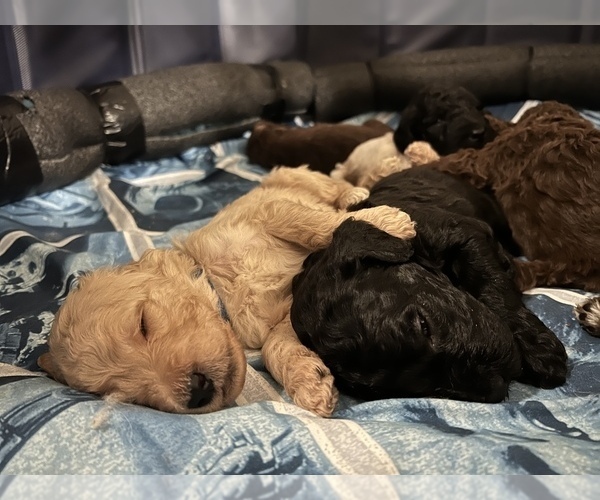 Medium Photo #8 Goldendoodle Puppy For Sale in WEST LINN, OR, USA