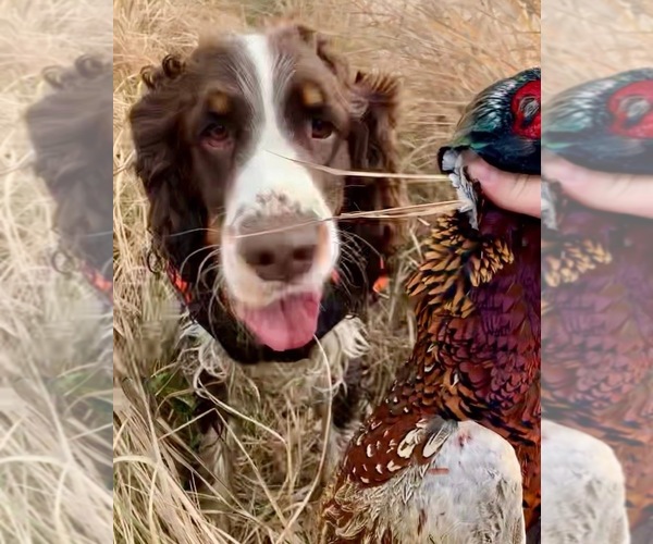 Medium Photo #1 English Springer Spaniel Puppy For Sale in ACTON, MT, USA