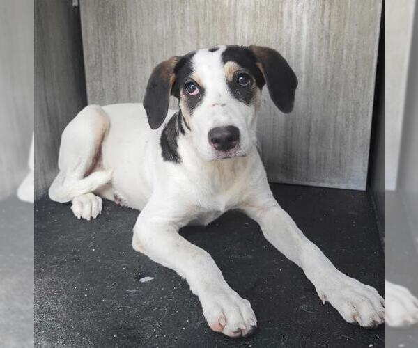 Medium Photo #1 Mutt Puppy For Sale in San Antonio, TX, USA