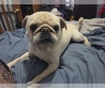 Small Photo #1 Pug Puppy For Sale in HILLSDALE, MI, USA