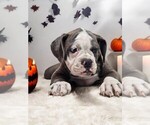 Puppy Oakley Olde English Bulldogge