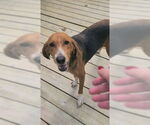 Small #5 Mutt