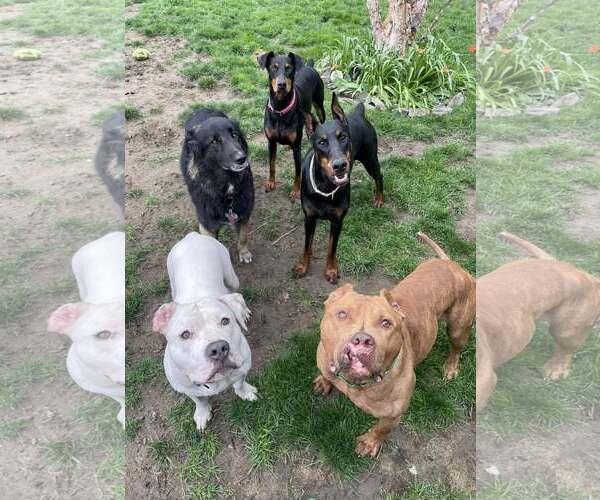 Medium Photo #4 American Pit Bull Terrier-Unknown Mix Puppy For Sale in Rochester, NY, USA