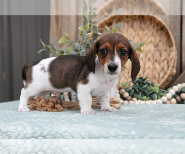 Medium Photo #11 Dachshund Puppy For Sale in GREENWICH, OH, USA