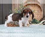 Small #4 Dachshund