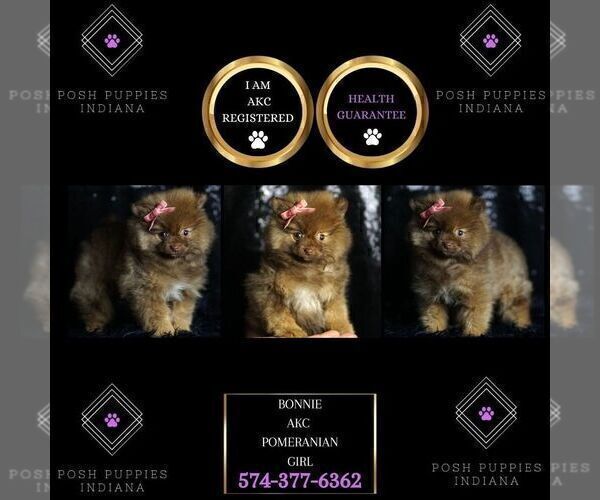 Medium Photo #90 Pomeranian Puppy For Sale in WARSAW, IN, USA