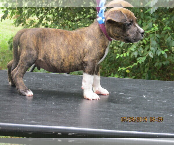 Medium Photo #5 American Pit Bull Terrier Puppy For Sale in NEWNAN, GA, USA
