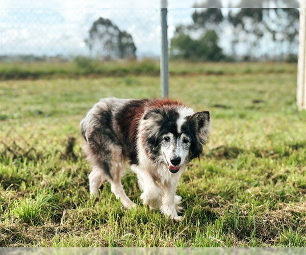 Medium Photo #1 Border Collie-Unknown Mix Puppy For Sale in McKinleyville, CA, USA